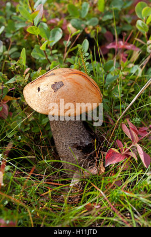 Rot-capped Scaber Stiel Stockfoto