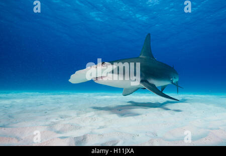 Hammerhai Sphyrna Mokarran in Bimini, Bahamas in der Karibik. Stockfoto