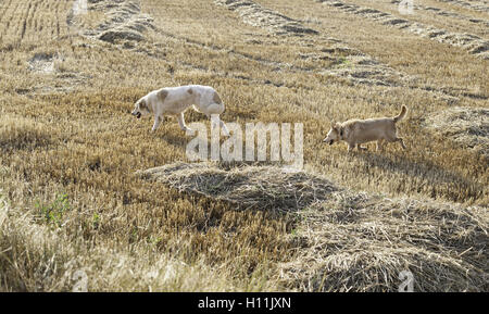 Hund Hund Jagd im Weizenfeld mit golden retriever Stockfoto