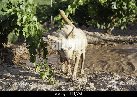 Schmutzige nassem Hund in Pfütze, Natur Stockfoto