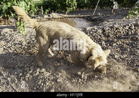 Schmutzige nassem Hund in Pfütze, Natur Stockfoto