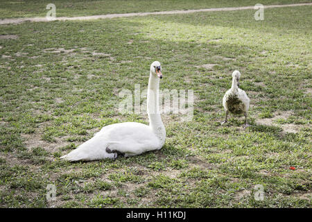 Ente mit Welpen im Bereich Natur, Tiere Stockfoto