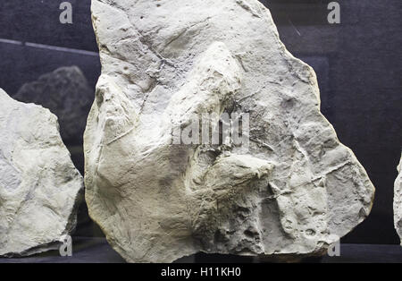 Dinosaurier-Fußabdruck auf Stein, Tiere vom Aussterben bedroht Stockfoto