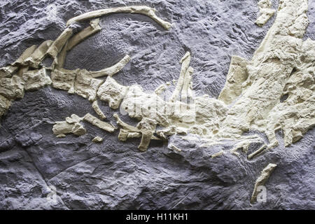 Alten Dinosaurier Skelett Rock, Tiere und Geschichte Stockfoto