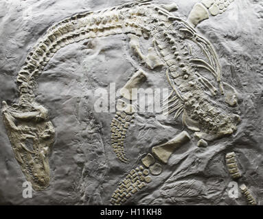 Skelett eines alten Dinosaurier Rock, evolution Stockfoto