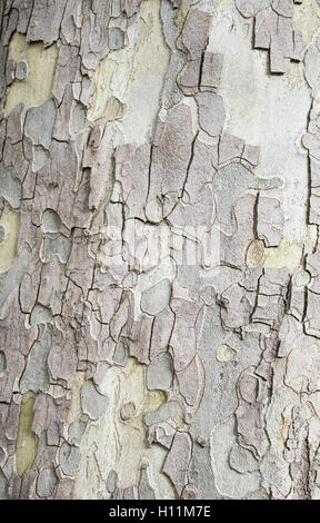 Baum im Naturpark, Textur und Hintergrund abgelaufen Stockfoto