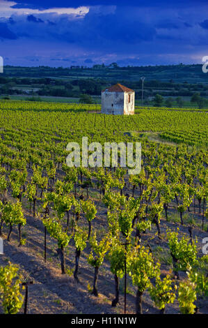 Stein-Tierheim unter Reben in der Region Languedoc, Frankreich Stockfoto