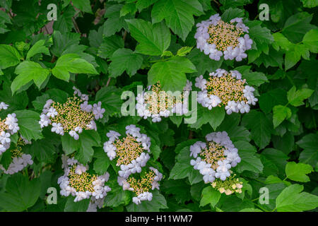 USA, Oregon, Portland, Crystal Springs Rhododendron Garten, Nahaufnahme von Viburnum in voller Blüte. Stockfoto