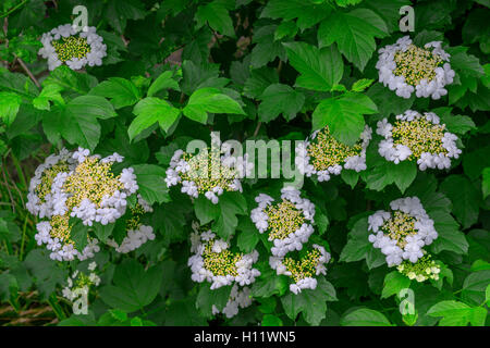 USA, Oregon, Portland, Crystal Springs Rhododendron Garten, Nahaufnahme von Viburnum in voller Blüte. Stockfoto