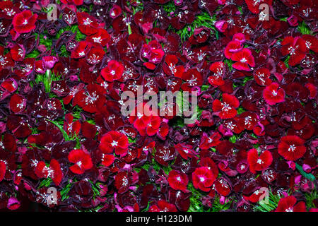 Dianthus Barbatus Blumen Hintergrund Stockfoto