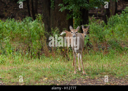 Zwei Whitetail Deer stehen im Dickicht des Waldes. Stockfoto