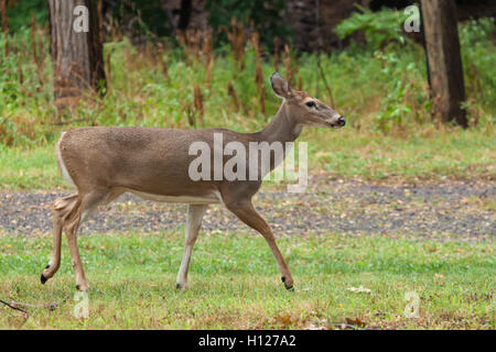 Ein Whitetail Deer Doe Spaziergänge durch den Wald Stockfoto