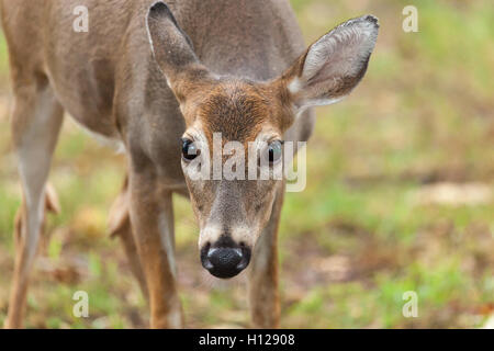 Ein Whitetail Deer Reh grasen auf der Wiese Stockfoto