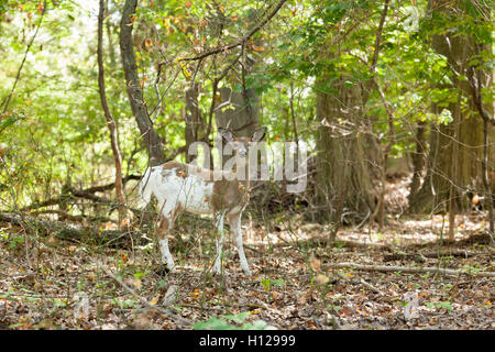 Ein weiblicher Weißwedelhirsch gescheckten Reh Spaziergänge durch den Wald. Stockfoto