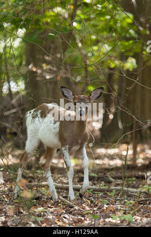 Ein weiblicher Weißwedelhirsch gescheckten Reh Spaziergänge durch den Wald. Stockfoto