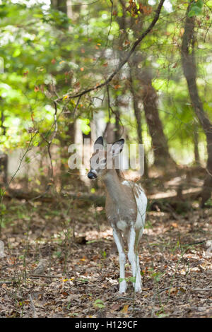 Eine männliche Piebald Whitetail Deer Spaziergänge durch den Wald. Stockfoto