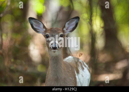 ein weiblicher Weißwedelhirsch gescheckten Reh Spaziergänge durch den Wald. Stockfoto