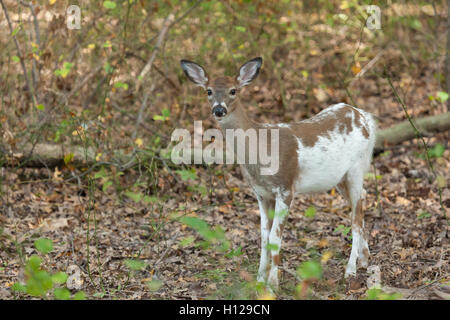 ein weiblicher Weißwedelhirsch gescheckten Reh Spaziergänge durch den Wald. Stockfoto