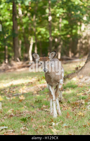 ein weiblicher Weißwedelhirsch gescheckten Reh Spaziergänge durch den Wald. Stockfoto