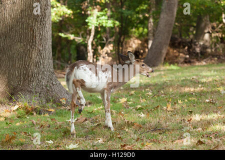 Eine männliche Piebald Whitetail Deer weidet im Wald. Stockfoto