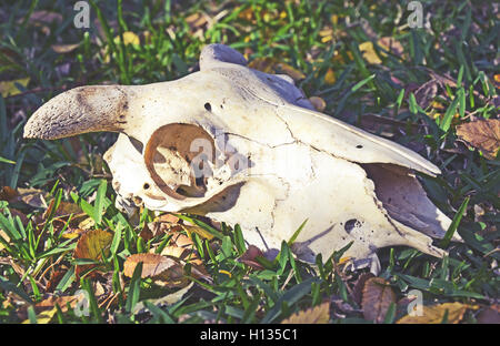 Schafe (Ram) Schädel in einer Wiese Stockfoto