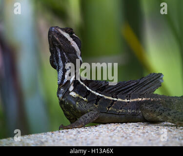 Nahaufnahme einer männlichen brauner Basilisk Eidechse wissen auch als Jesus Christus Echse im Regenwald Costa Ricas Stockfoto