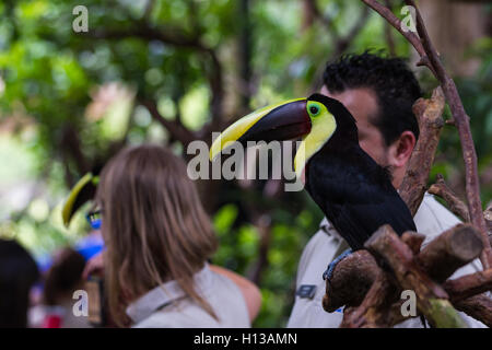 Alajuela, Costa Rica - Mai 02: Toucan in einem privaten Wildtiere Zuflucht und lernen für die Öffentlichkeit zugänglich. 2. Mai 2016 Alajuela, Stockfoto