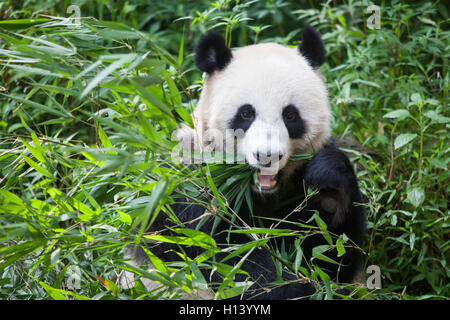 Panda-Bär Essen Bambus fährt um Bifengxia Panda Reservat, Ya'an, Sichuan, China Stockfoto