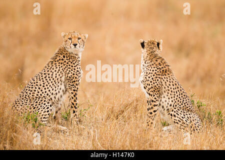 Ein Gepard-paar, sitzen neben einander wegsehen und in Richtung der Kamera Stockfoto