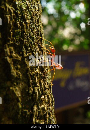 Eine rote Ameise Klettern auf einen großen Baum in der Nachmittags-Sonne Stockfoto
