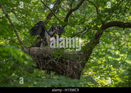 Black Stork / Schwarzstorch (Ciconia Nigra), nachkommen, Küken, fast flügge, in typischen nisten, versteckt in einer Baumkrone, alten Baum Stockfoto