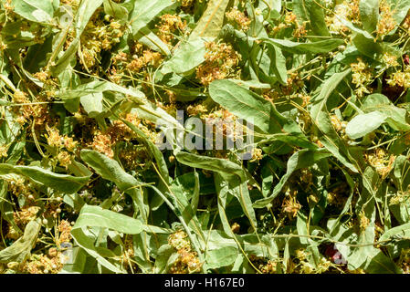 Linde Blüten und Blätter in Nahaufnahme. Die Blüte hat für Tee und pflanzliche Inhaltsstoffe getrocknet worden. Stockfoto