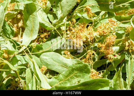 Nahaufnahme der frischen grünen Linde Tilia Blüten und Blätter getrocknet für das Hinzufügen von heißen Getränken wie Tee und für pflanzliche Inhaltsstoffe. Stockfoto