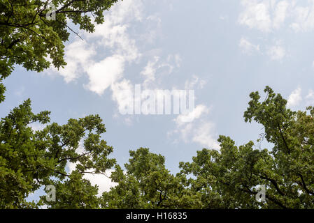 Große Eiche wächst vor blauem Himmel mit Exemplar für Wald basierte Designs. Stockfoto