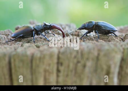 Hirschkäfer (Lucanus cervus), Paar auf Totholz, Emsland, Niedersachsen, Deutschland Stockfoto