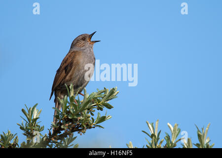 Dunnock (Phasianus colchicus), Wittlich, Rheinland-Pfalz, Deutschland Stockfoto