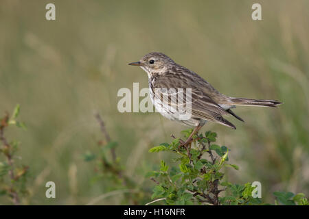 Wiesenpieper (Anthus pratensis), Texel, Niederlande Stockfoto