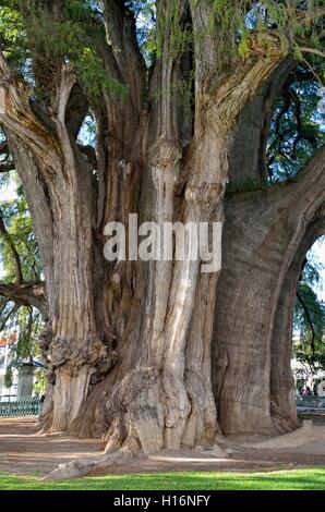 Arbol del Tule, Zypresse (Taxodium distichum mucronatum), dicksten Baum der Welt, Santa Maria del Tule, Oaxaca, Mexiko Stockfoto