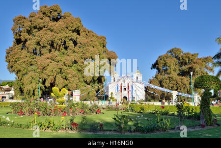 Arbol del Tule, die Tule Baum, Zypresse (Taxodium distichum mucronatum), dicksten Baum der Welt, neben der Kirche Santa Maria del Stockfoto