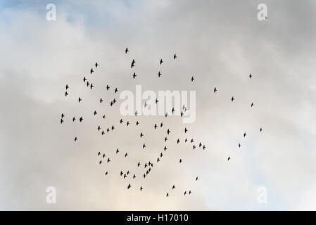Große Herde von wilden Stare fliegen gegen bedecktem Himmel Stockfoto