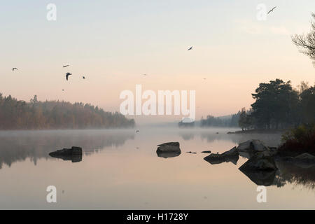 Natursee in Schweden umgeben von Nadel-Hölzer, am frühen Morgen Stimmung, sehr ruhig, ruhige Wasseroberfläche, Fliegende Möwen in der Morgendämmerung. Stockfoto