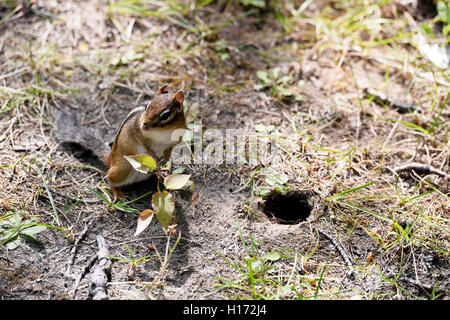 Golden-Jaguaren Ziesel Spermophilus Lateralis in Geisterdorf Val-Jalbert, Kanada Stockfoto