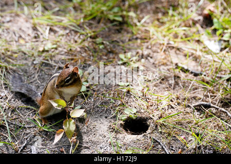 Golden-Jaguaren Ziesel Spermophilus Lateralis in Geisterdorf Val-Jalbert, Kanada Stockfoto