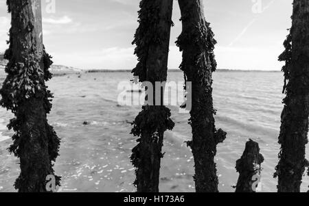 Hölzerne belichteten Meer Verteidigung Beiträge in Algen und Meer Vegetation in schwarz / weiß bedeckt. Stockfoto