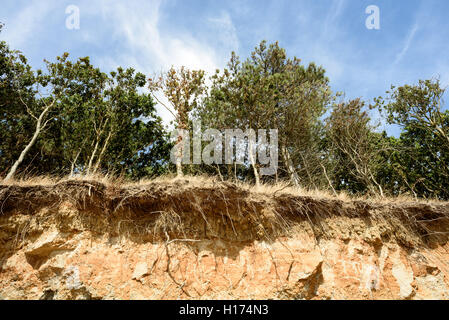 Baumreihe am Meer Klippe Gesicht Erosion mit bröckelnden Erde und Schmutz ausgesetzt. Stockfoto