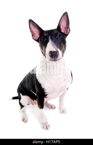 Bull Terrier Weibchen sitzen und beobachten, schießen im weißes studio Stockfoto