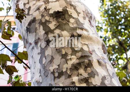 Fleckige und strukturierter Rinde eines großen Baumes. Stockfoto