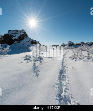 Sonnenschein, Spuren im Schnee, Lavafeld mit Schnee bedeckt, Krafla vulkanischen System, Dimmuborgir Nationalpark, Mývatn, Island Stockfoto