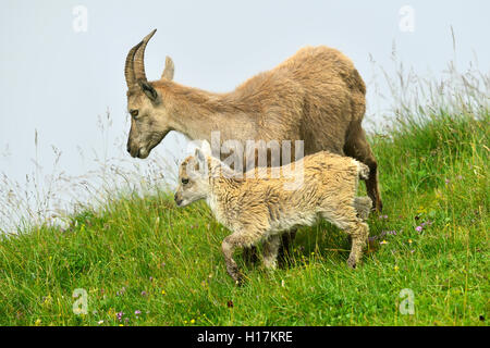 Alpensteinbock (Capra ibex), mit Jugendlicher, Berner Oberland, Kanton Bern, Schweiz Stockfoto