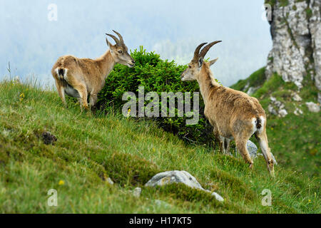 Alpine Steinböcke (Capra ibex), Essen, Berner Oberland, Kanton Bern, Schweiz Stockfoto